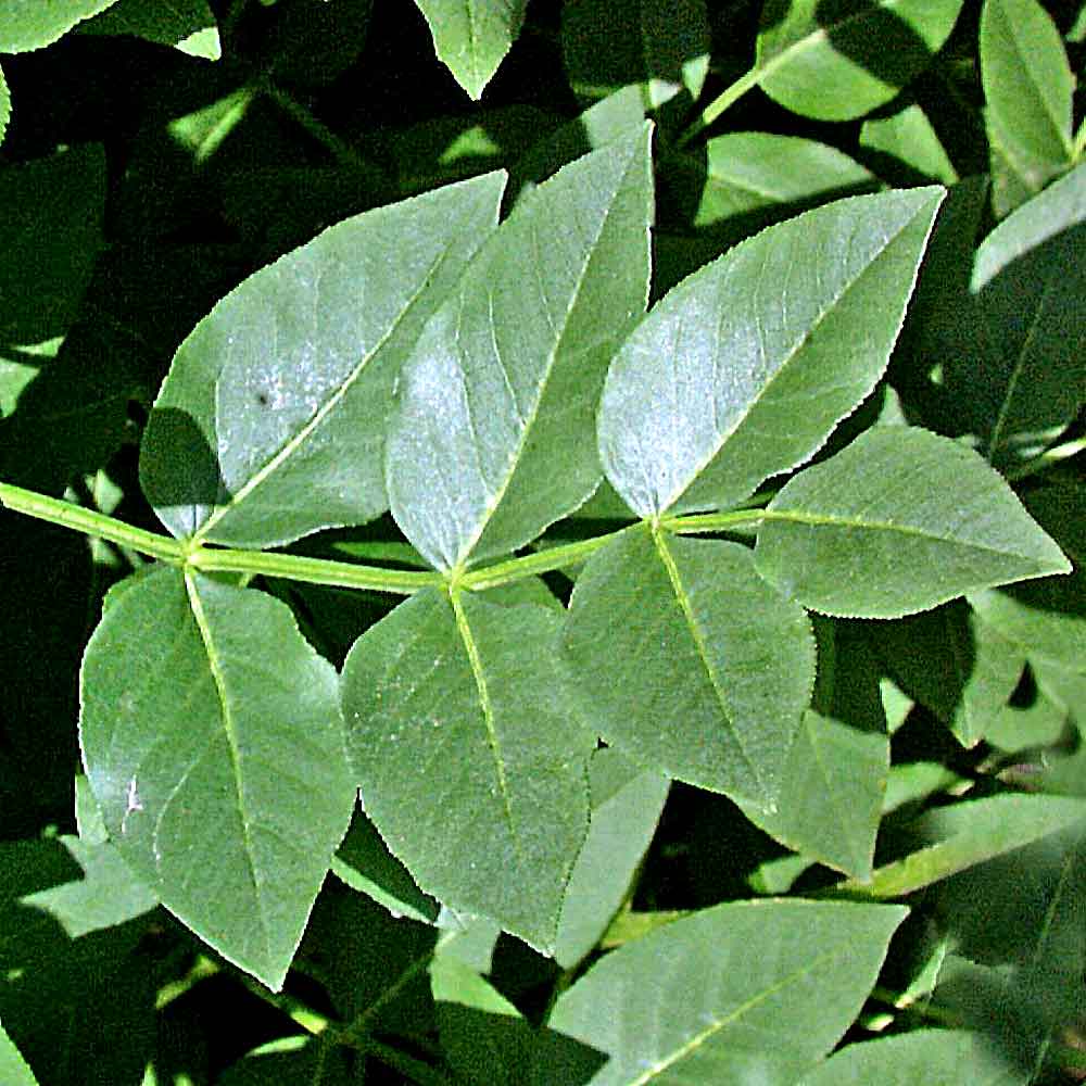 Artikelbild 4 des Artikels “Diptam, rosa “